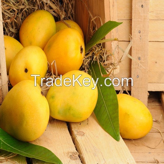 Chaunsa Mango