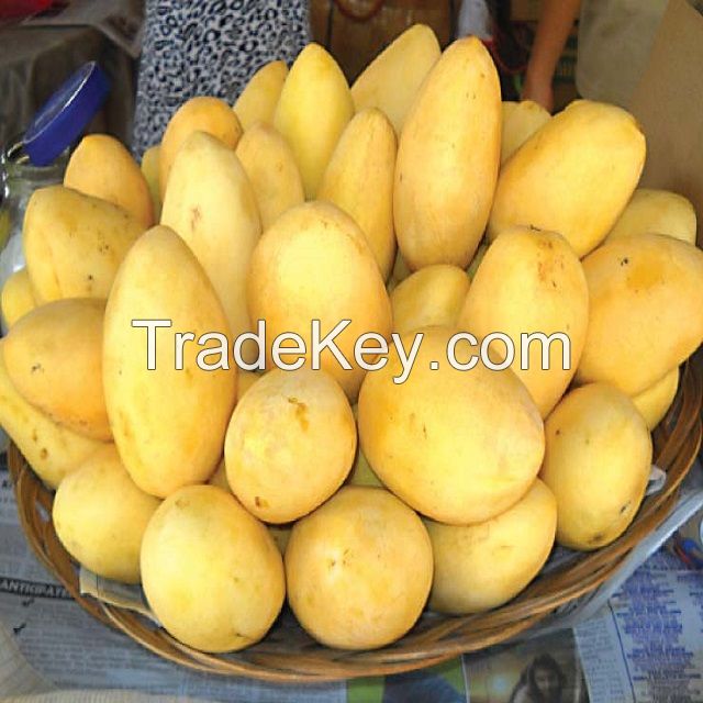 Fresh Mangoes