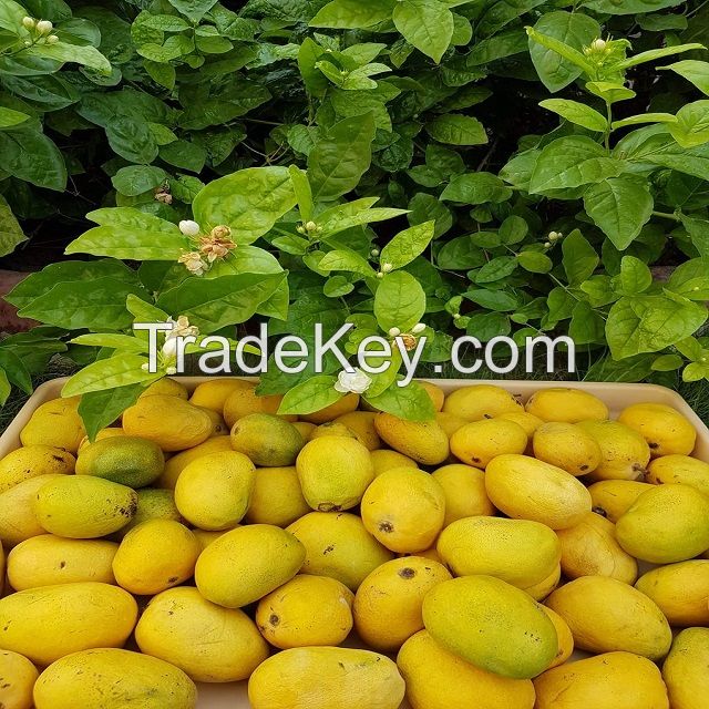 Fresh Mangoes