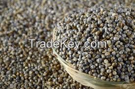 Pearl millet