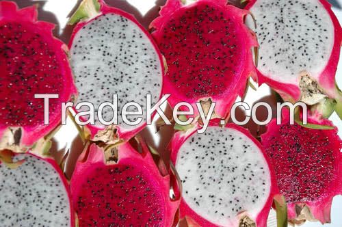 Dragon Fruit - Pitaya