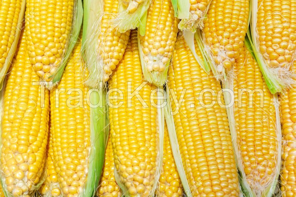 Organic Yellow Corn