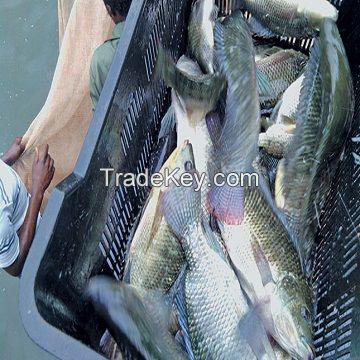 Frozen Tilapia Fish Whole Round With Wholesale Price Offer 