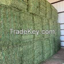 Alfalfa Hay Bales 