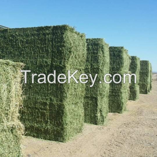 Premium Quality Best Selling Alfalfa Hay/Alfalfa Hay For Animal feeding 