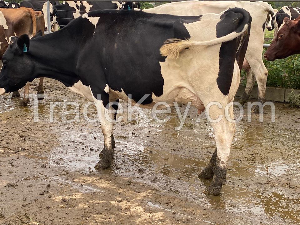 Holstein Heifers Cow