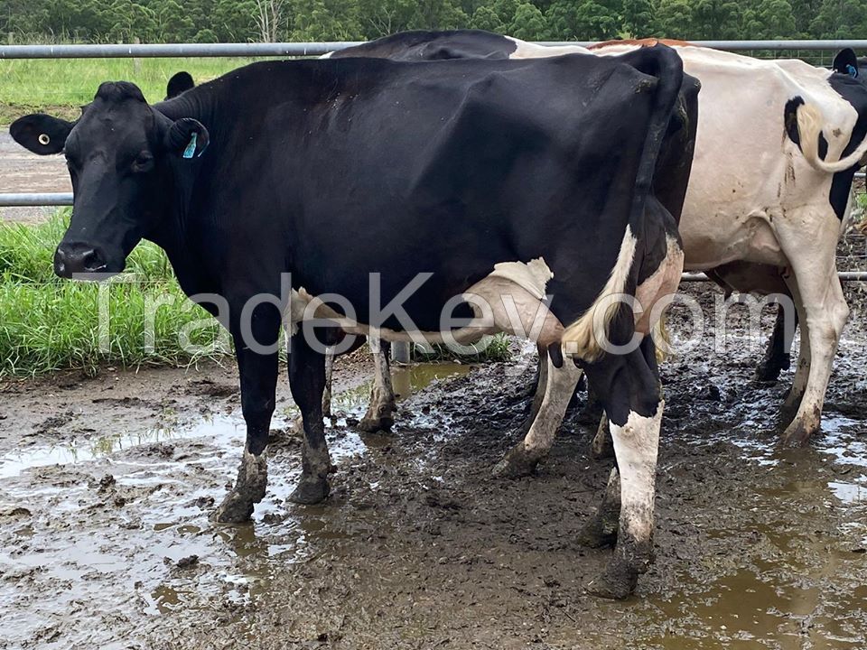 Holstein Heifers Cow