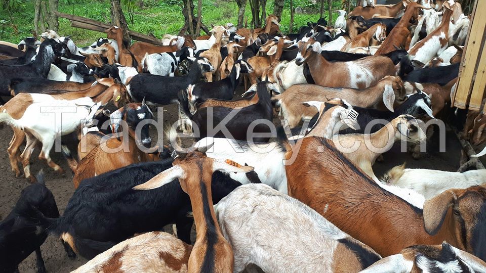 Holstein Heifers Cow