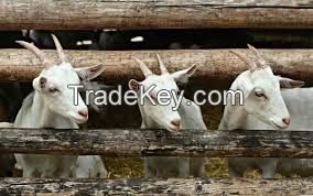 Livestock - animals