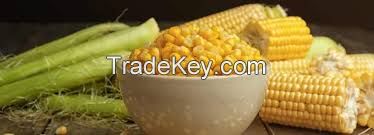 Yellow Corn - Maize