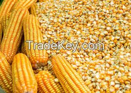 Animal Feed - Yellow Corn/Maize