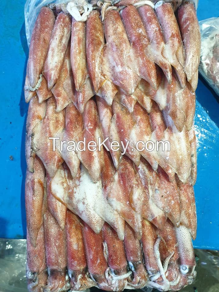 Loligo Squid , Illex Squid , 