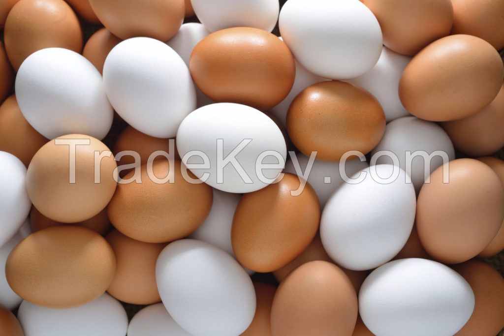 Farm Fresh Chicken Table Eggs Brown and White Shell Chicken Eggs