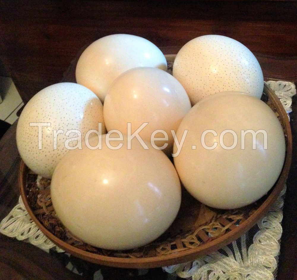 Ostrich chick/fertile ostrich eggs/Fertile Ostrich Eggs/Ostrich Chicks/Table