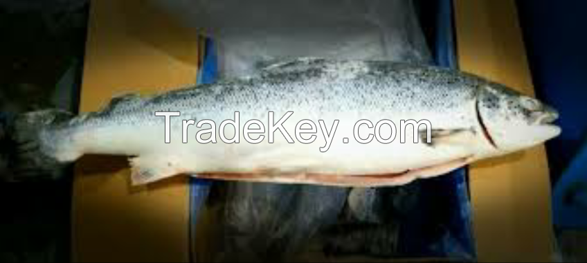 Frozen Salmon Fish