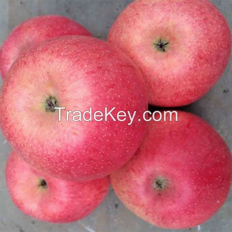 Fresh Natural Fuji Apples with Taste of very Sweet Crispy