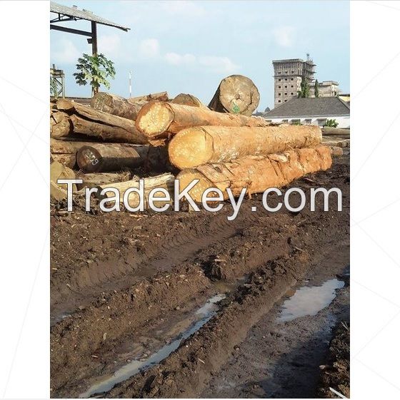 Teak Wood and Tali Wood, Padouk, Pine, Boxwood, Azobe Wood, Timber Logs