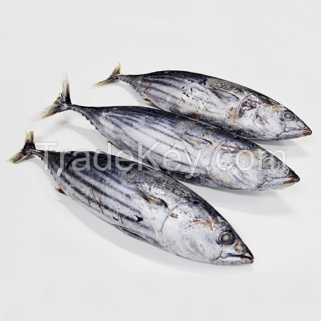 IQF Freezing Process and Piece Shape Frozen Tuna SkipJack Frozen Bonito Fish 