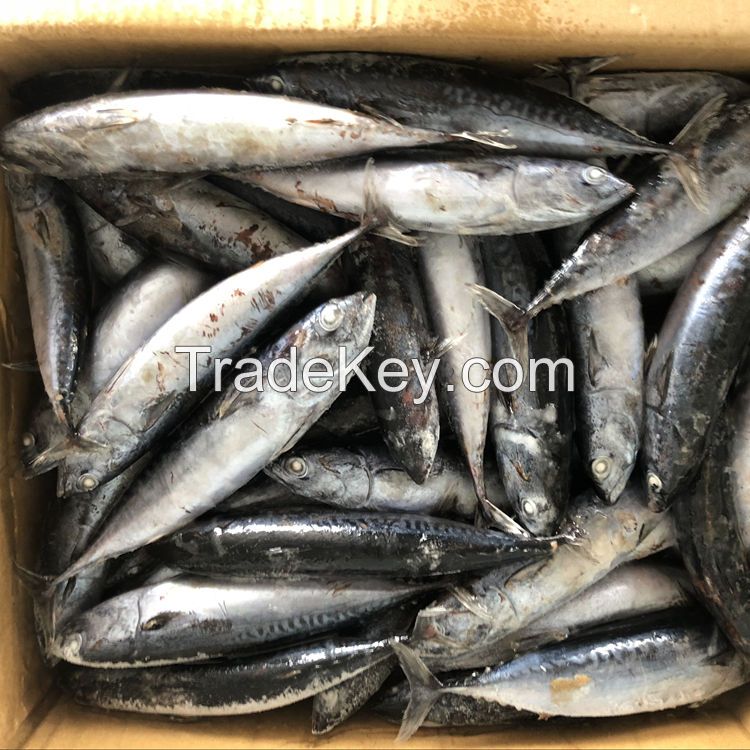 IQF Freezing Process and Piece Shape Frozen Tuna SkipJack Frozen Bonito Fish 