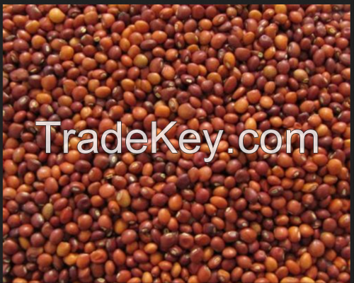 Pigeon Peas / Arhar (Tur) Dal