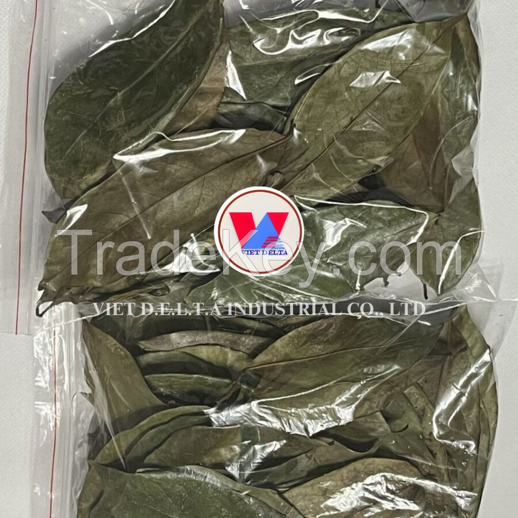 Soursop leaves/ Graviola leaves to process tea from Vietnam // Ms. Serene