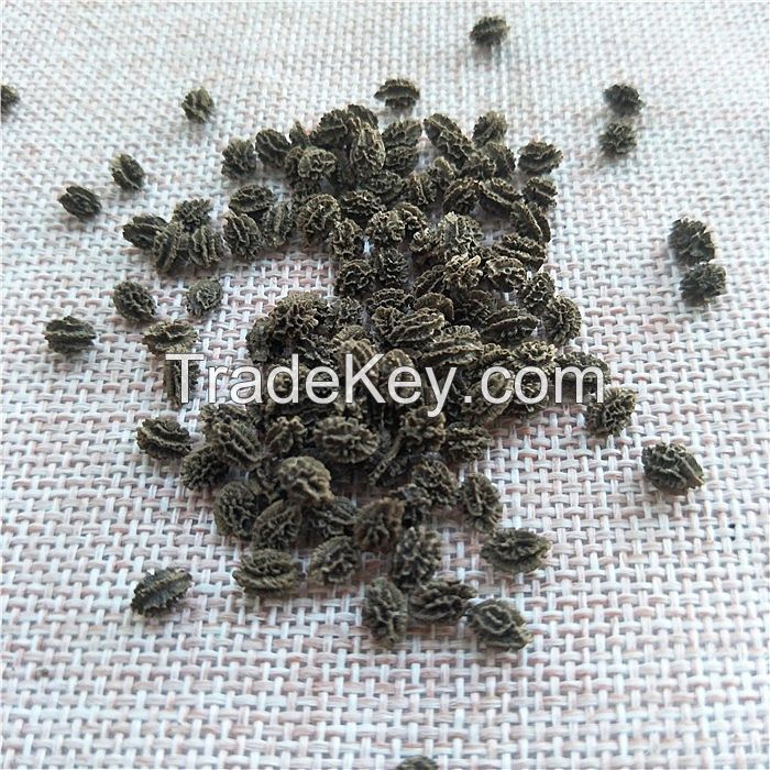 Papaya seeds 