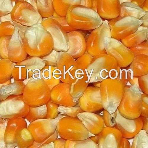 Yellow/White Corn