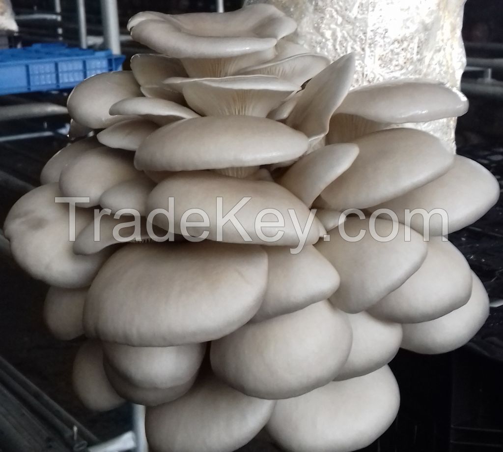 Oyster/Pleurotus Mushrooms