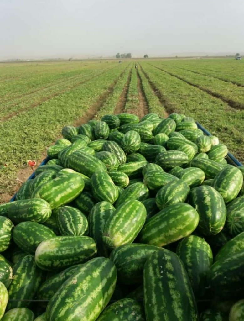 Iranian Watermelon