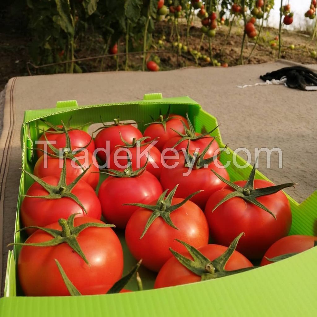 tomato for tomato paste and Ketchup