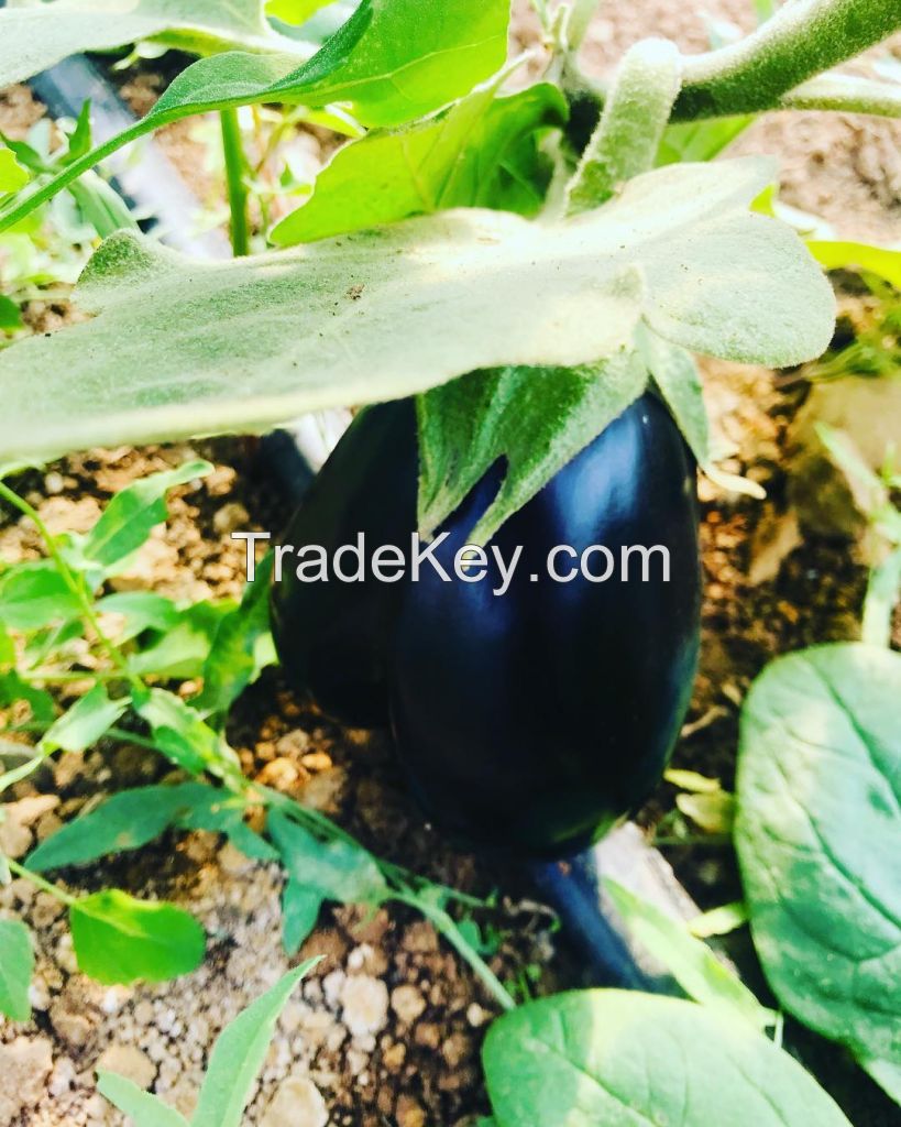 Small(Lamp) Eggplant