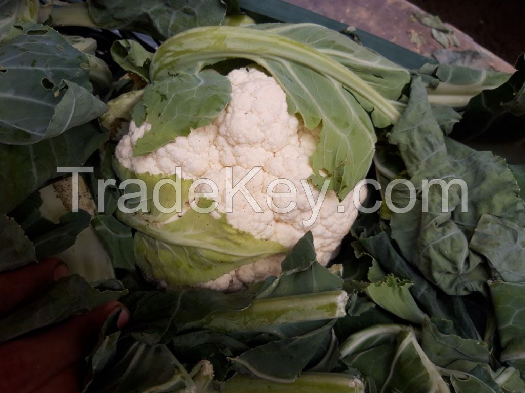 Fresh Cauliflower