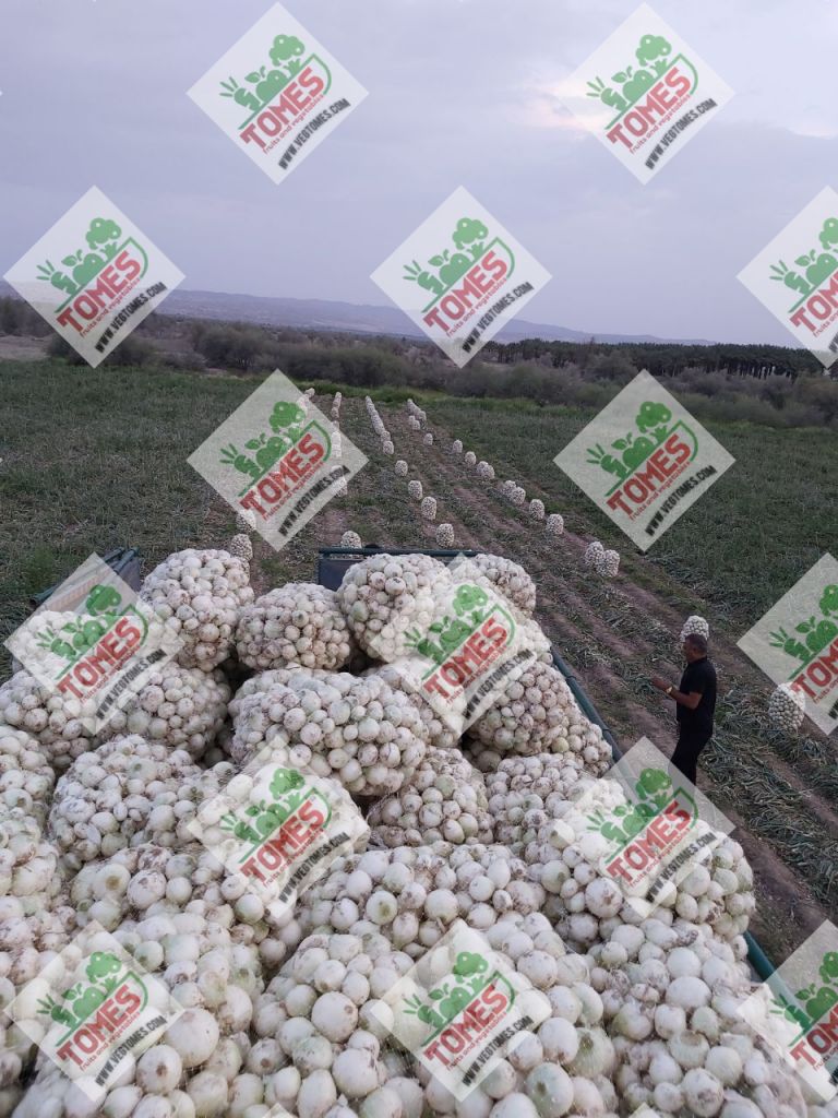 Wholesale fresh potato Iranian supplier Onion