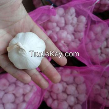 Pure Fresh White Garlic for sale 