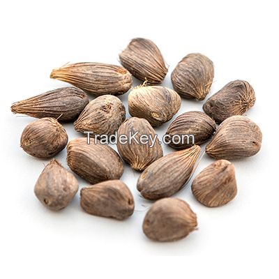 kola nut, kernels