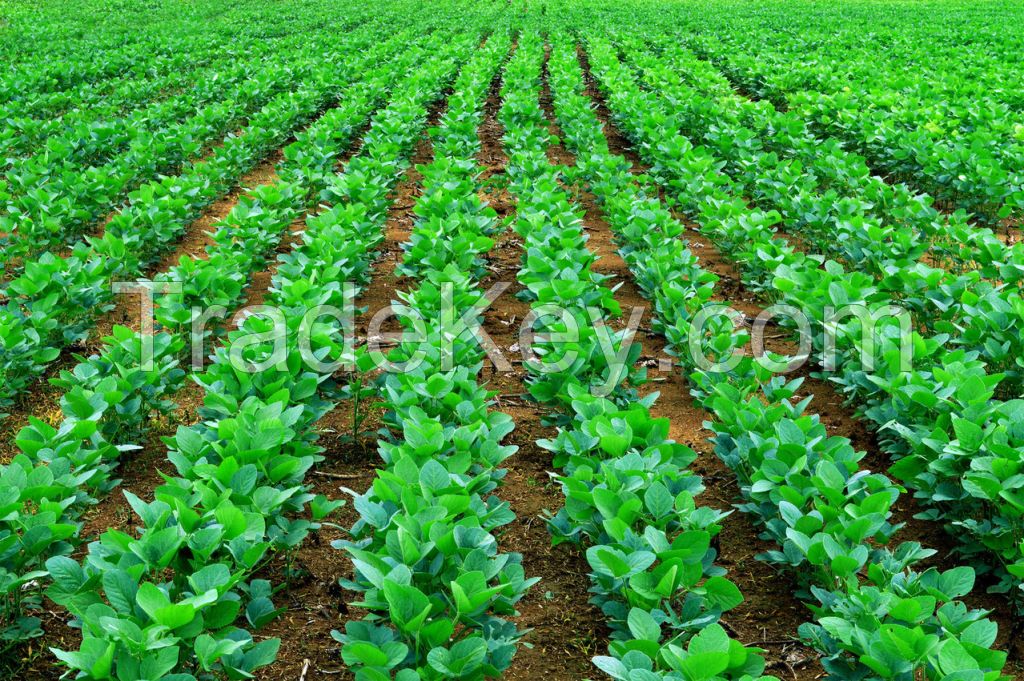 Soybeans 