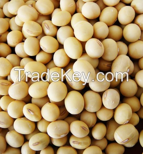 Soybean Seeds