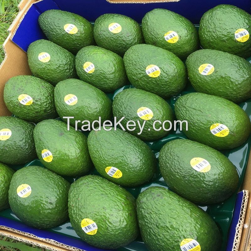 Fresh Avocados