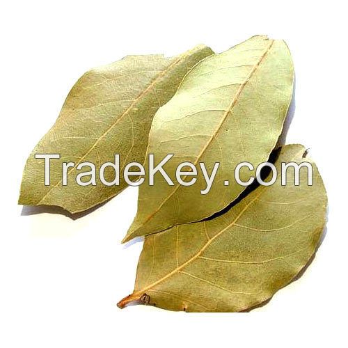 Best Quality Bay Leaf 