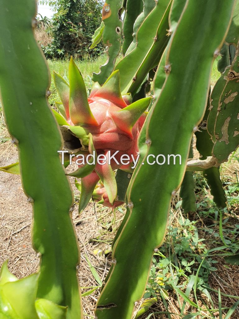 Fresh dragon fruit