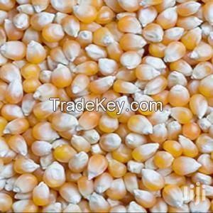 maize