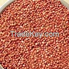 Sorghum