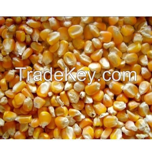 Yellow Corn