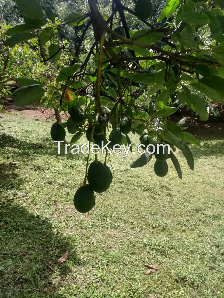 Avocados/ Aguacates