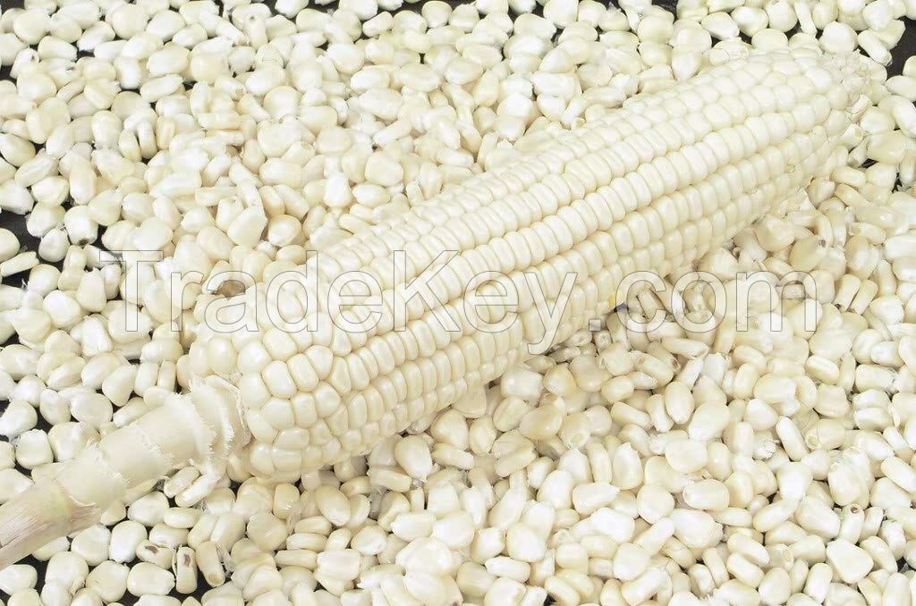 White maize