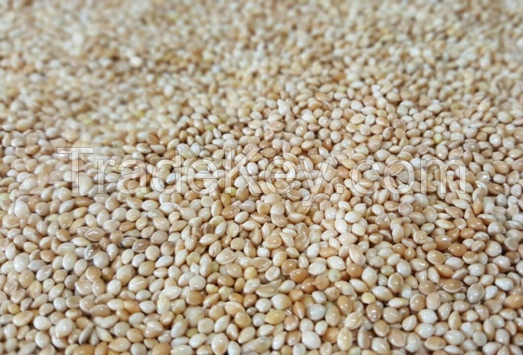 MILLET WHITE