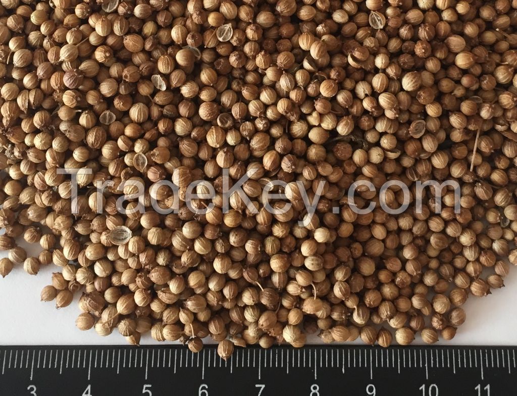 Coriander seeds