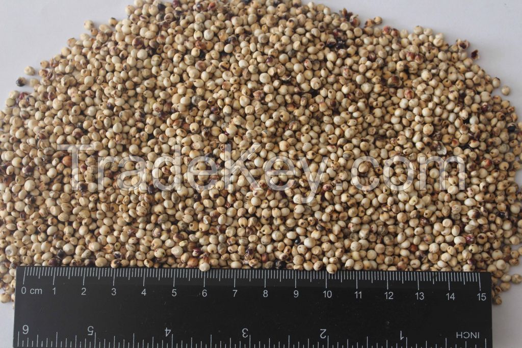 SORGHUM SEEDS