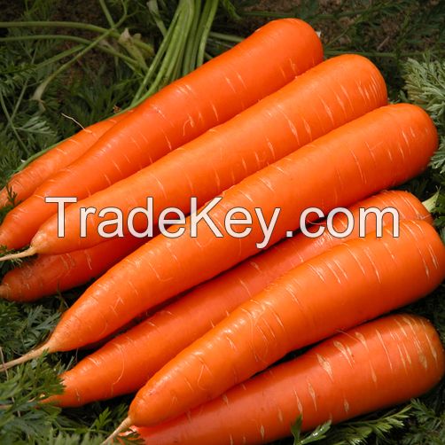 fresh carrot for sell 