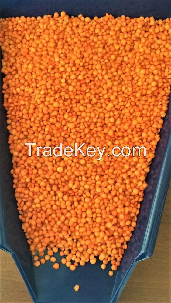 100% Mature Canadian Red Lentils / Green Lentils for sale